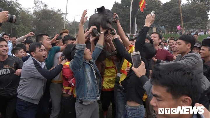 Ảnh: Hàng trăm trai làng đuổi bắt lợn đầu năm mới cầu may