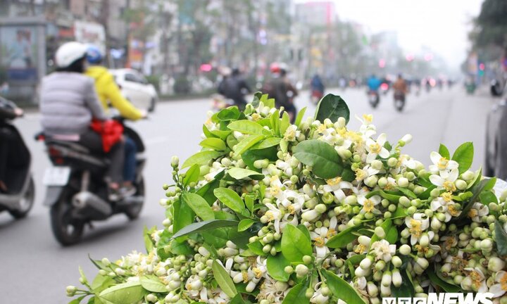 Ảnh: Hà Nội 'khoác áo' trắng tinh khôi những ngày hoa bưởi xuống phố