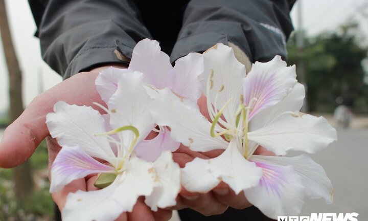 Ảnh: Chiêm ngưỡng hoa ban Tây Bắc nhuộm trắng con đường ven đô Hà Nội