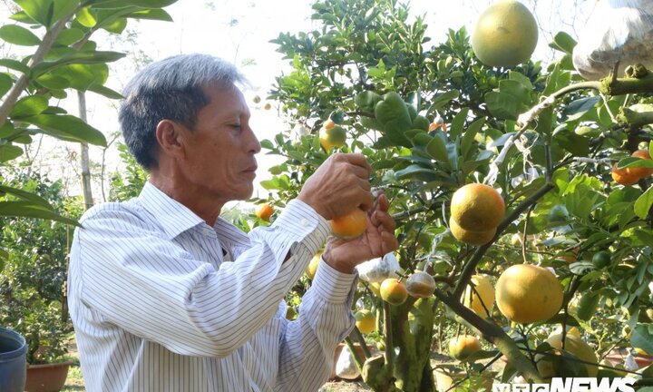 Ảnh: Trồng cây có 11 loại quả khác nhau chơi Tết, lão nông Hà thành thu nửa tỷ đồng mỗi năm