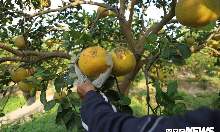 Ảnh: Bắc thang chăm bưởi diễn bán Tết, nông dân Hà Nội lãi 2 triệu đồng/cây