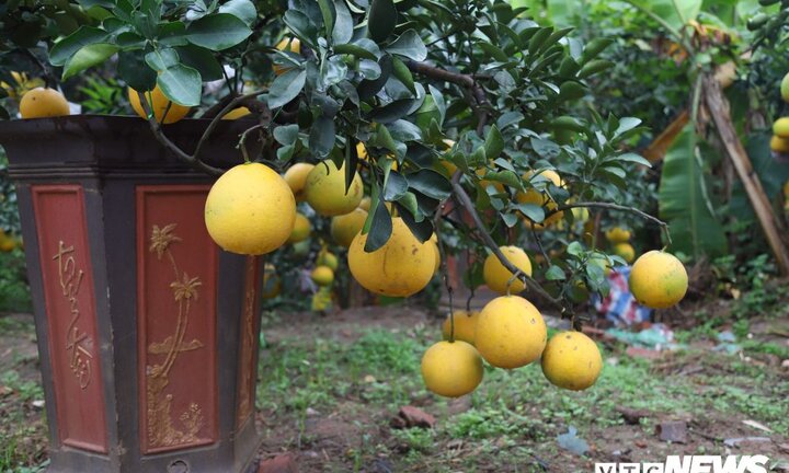 Ảnh: Bưởi bonsai mini đắt khách dịp Tết Nguyên đán 2019