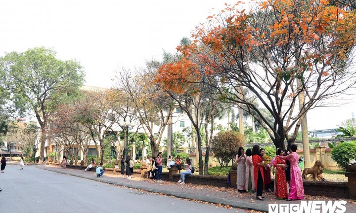 Ảnh: Con đường lá vàng rực rỡ giữa lòng Hà Nội hút hàng nghìn bạn trẻ