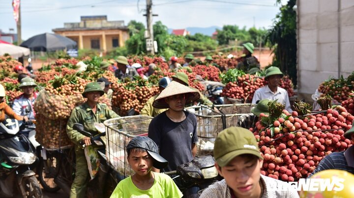 Ảnh: Chôn chân dưới trời nắng tại thủ phủ vải thiều Bắc Giang