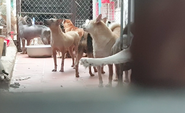 Trung tâm nghiên cứu bảo vệ động vật gây ô nhiễm ở Hà Nội bị xử phạt 7 triệu đồng, cam kết di dời trong tháng 8