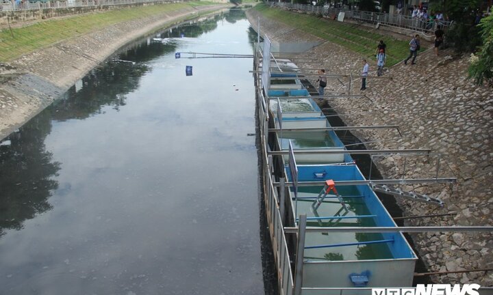 Chuẩn bị thả cá Koi Nhật và cá chép Việt xuống sông Tô Lịch và Hồ Tây