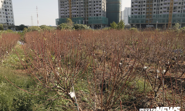 Ảnh: Dân Hà Nội chua xót nhìn hàng nghìn cây đào chưa kịp đón Tết đã héo dần, chết khô