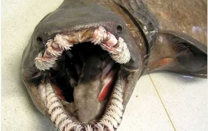 Video: Cận cảnh 'quỷ biển' có hàm răng gớm ghiếc mới bị ngư dân Nhật Bản thu phục