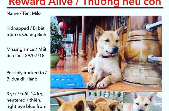 Người phụ nữ Mỹ hứa thưởng 50 triệu đồng cho người tìm được con chó mất tích ở Quảng Bình