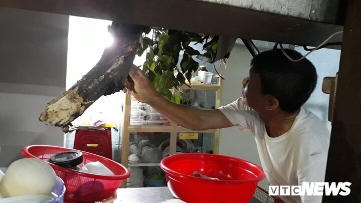 Cây cổ thụ hơn 50 tuổi bị gãy nhánh đè vào nhà dân