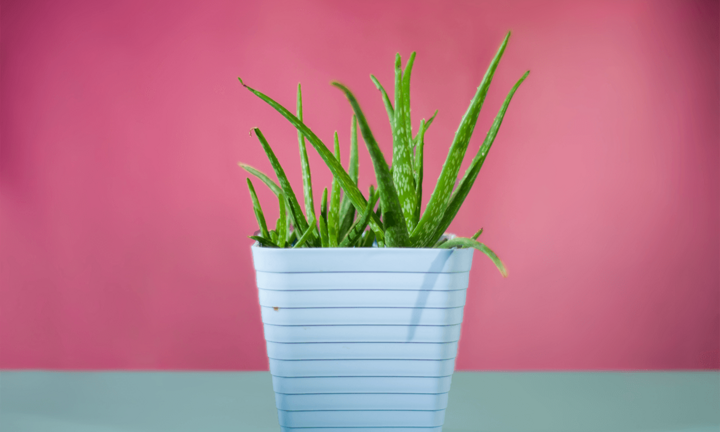 Hút sạch chất độc hại trong nhà với 12 loại cây cảnh dễ trồng