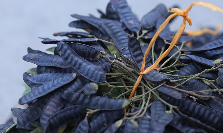 Con đi cầu ra máu, mẹ dùng bồ kết chữa táo bón chỉ trong 1 phút?