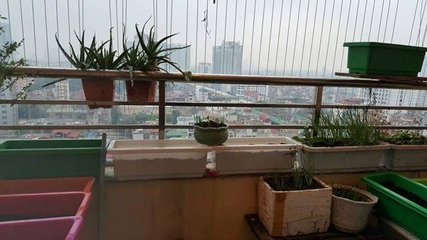 Mẹ Việt khoe vườn rau 4m2 xanh mướt mát ở hành lang chung cư