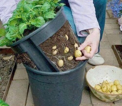 Tận dụng chai lọ bỏ đi trồng cả vườn rau xanh mướt quanh nhà