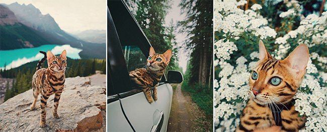 Thích thú ngắm bộ ảnh cô mèo Suki sang chảnh, kiêu kỳ đi khắp thế gian