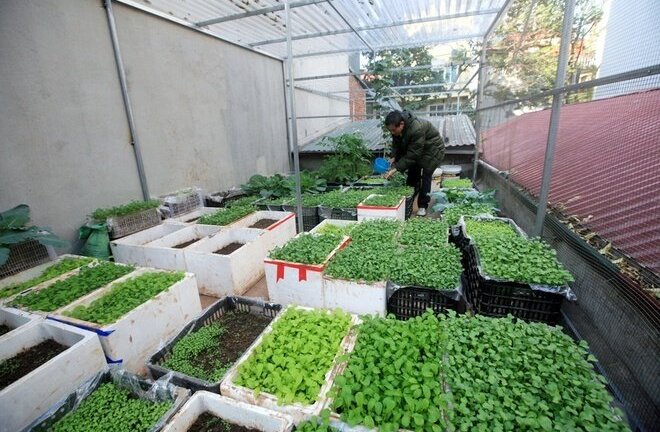 Không cần vườn, người thành phố vẫn có muôn cách trồng rau xanh mướt