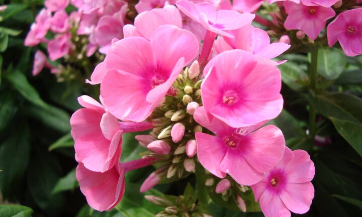 Điểm danh các loại hoa cực độc dù thích đến mấy cũng không được trồng trong nhà