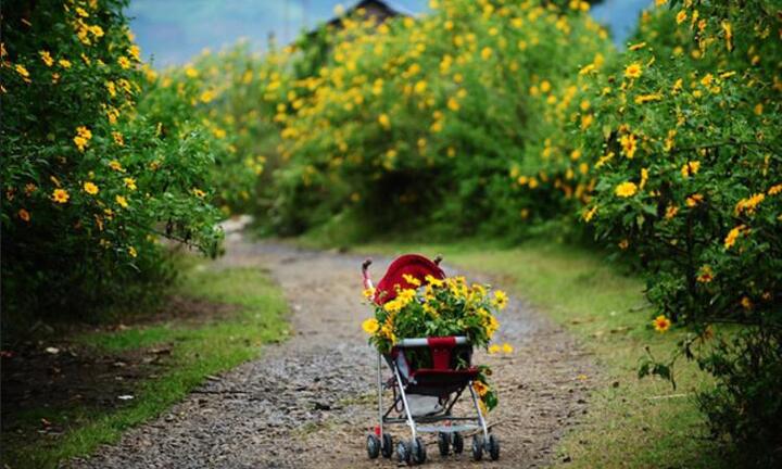3 điểm săn hoa dã quỳ tuyệt đẹp không thể bỏ qua vào mùa thu này