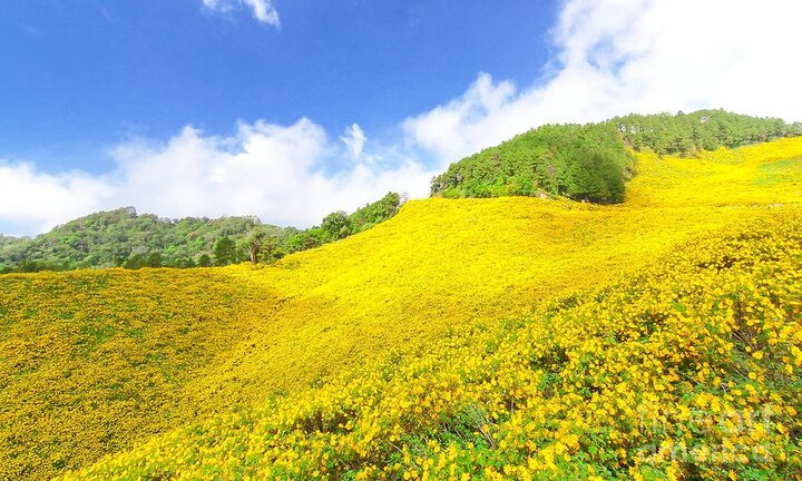 Dã quỳ bừng sắc những ngày đầu thu, núi lửa Chư Đăng Ya, Gia Lai hóa 'nàng thơ'