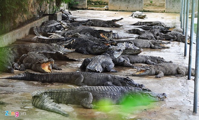 Giá cá sấu tăng cao, nông dân ồ ạt nuôi, kiểm lâm căng mình canh giữ