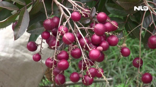 Được nhiều người lùng mua với giá cao, người trồng nhãn tím bán cả cây lẫn quả