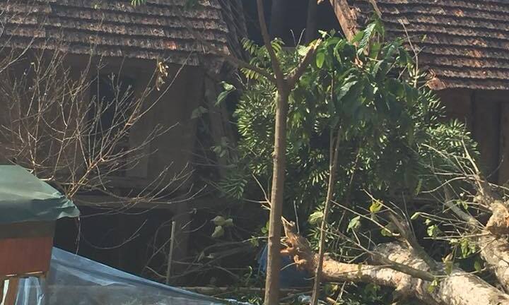 Clip: Tính toán sai, người đàn ông cưa cây gây sập nhà ở Sơn La