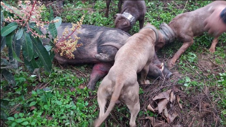 Cho chó săn và lợn rừng tử chiến: Thú chơi man rợ giữa Hà Nội