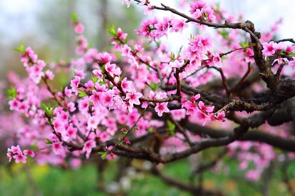 Vì sao người Việt thường chưng đào, mai, quất trong nhà ngày Tết?
