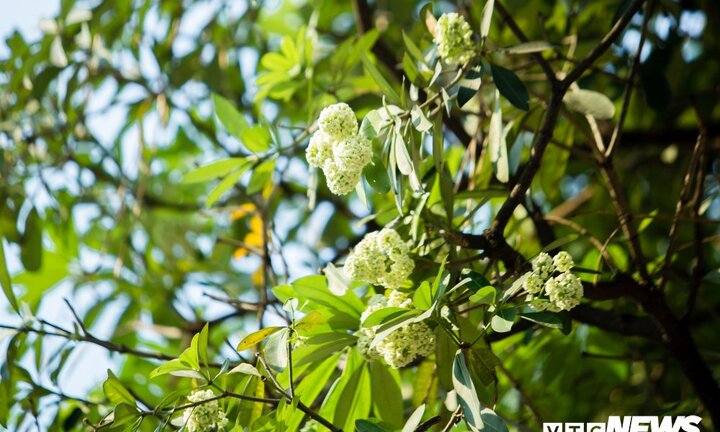 Hoa sữa nở giữa mùa hè: Chuyên gia lý giải do cây 'lầm tưởng' mùa thu đến'