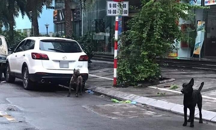 Phạt 700 nghìn đồng đối với người chủ thả rông 3 con chó dữ ở Hà Nội