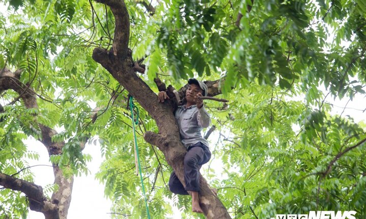 Ảnh: Người 'nhện' đu mình hái sấu non trên phố Thủ đô