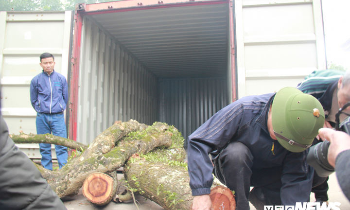 Không có ai mua, 5 tấn gỗ sưa ở Chương Mỹ 'ế sưng, ế xỉa'