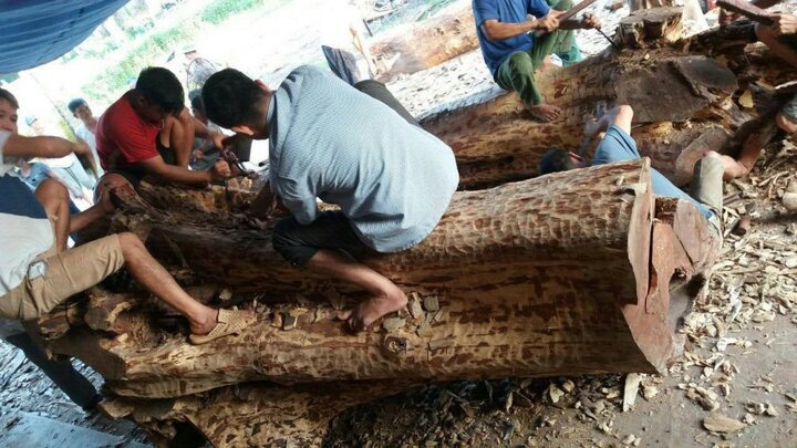 Sắp bán đấu giá hơn 6 tấn gỗ sưa trăm tuổi ở Hà Nội