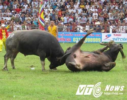 Ảnh: Những pha hổ lao, móc hầu kịch tính của ‘ông trâu’ Đồ Sơn