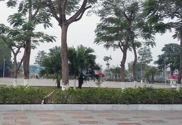 Để dân chặt 2 cây quý hiếm, Chủ tịch phường bị kỷ luật, chuyển công tác