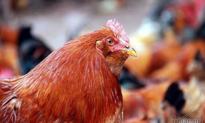 Độc đáo 'vua gà' có râu, có mũ ở đất Quảng Ninh