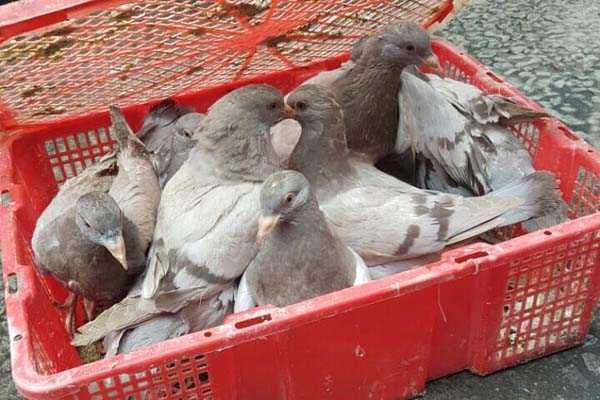 Bắt xe vận chuyển chim bồ câu từ vùng dịch H7N9 ở Trung Quốc về Việt Nam