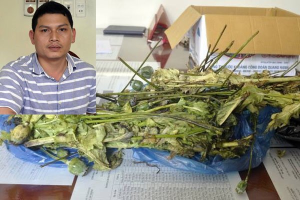 Bắt chủ phòng khám chẩn trị y học cổ truyền bán cây, quả thuốc phiện