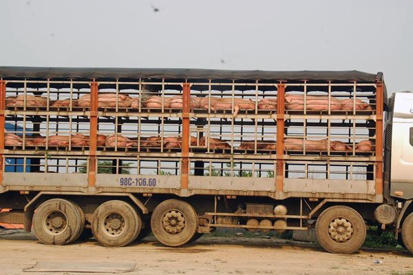 Bắt giữ gần 7 tấn lợn nhiễm bệnh lở mồm long móng suýt tuồn ra thị trường