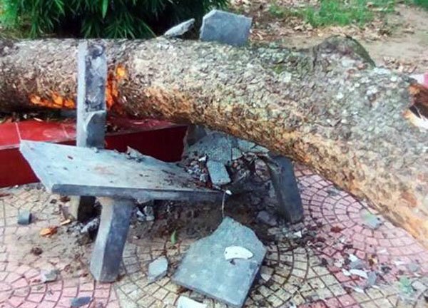 Bị cành cây rơi trúng đầu, nữ hiệu phó thiệt mạng tại sân trường