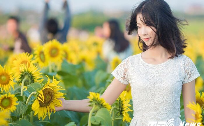 Ảnh, video: Thiếu nữ quê lúa đua sắc bên cánh đồng hoa hướng dương tuyệt đẹp