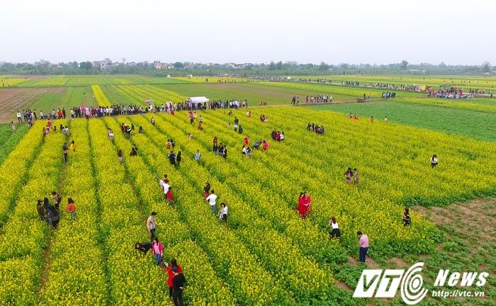 Video, ảnh: Cánh đồng hoa cải tuyệt đẹp ở Thái Bình nhìn từ trên cao