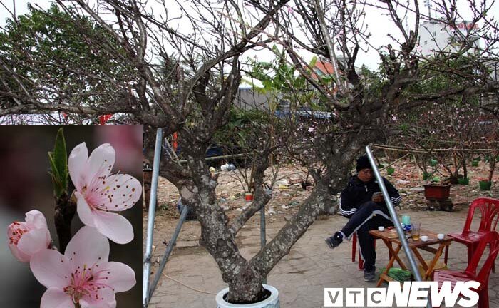 Ảnh: Cận cảnh những gốc đào đá giá 90 triệu đồng xuống phố Hải Phòng