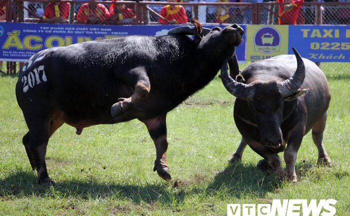 Đề xuất lần 2, Đồ Sơn vẫn không được chấp thuận bán vé xem chọi trâu