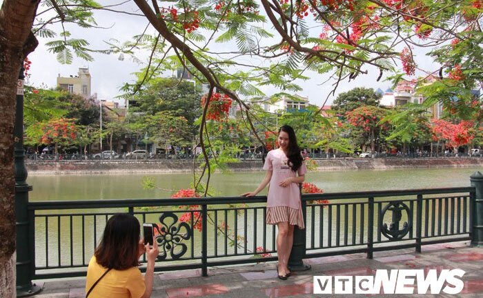 Ảnh: Thiếu nữ Hà thành tạo dáng bên hoa phượng đỏ Hải Phòng