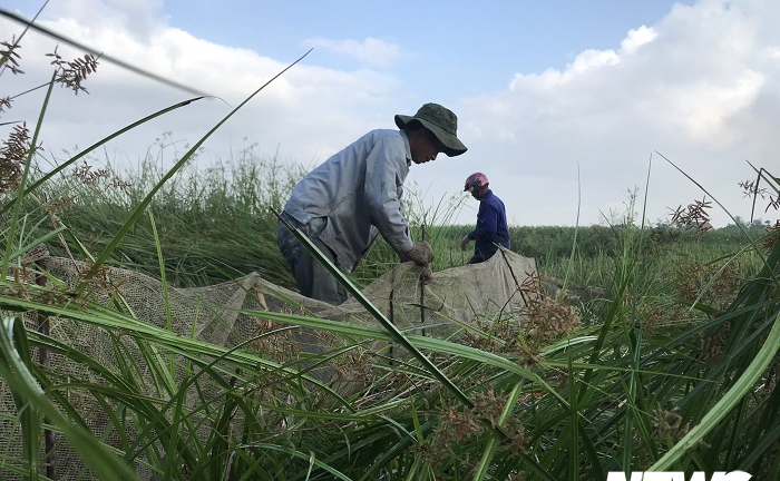 Ảnh: Theo chân nông dân Hải Phòng đi bắt chuột đồng mùa lúa chín