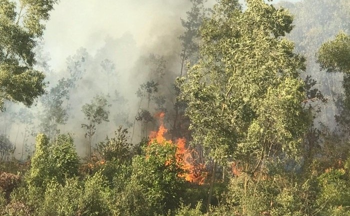 Hai vụ cháy rừng liên tiếp xảy ra tại Hải Dương, Quảng Ninh