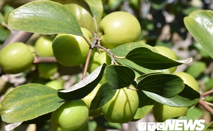 Ảnh: Vườn 'táo muối' hốt bạc trăm triệu của người dân Hải Phòng