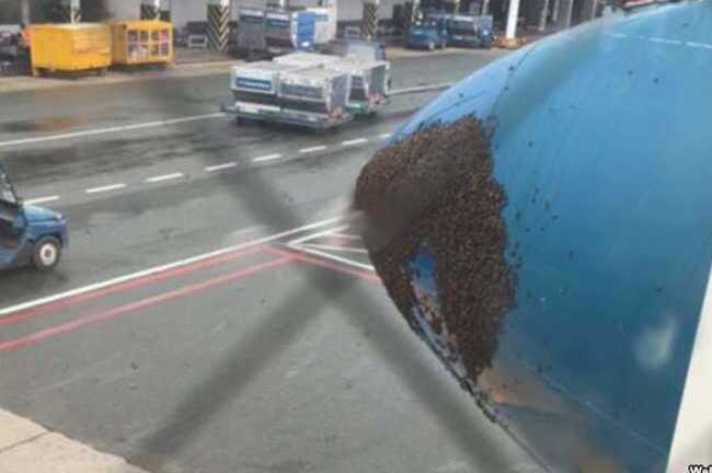 Hy hữu: Hàng nghìn con ong bu đen đầu máy bay Vietnam Airlines