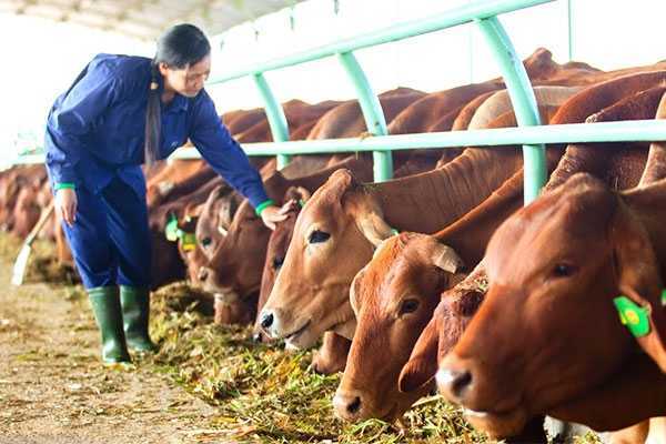 Đại gia chứng khoán chạy theo trào lưu trồng rau, nuôi lợn